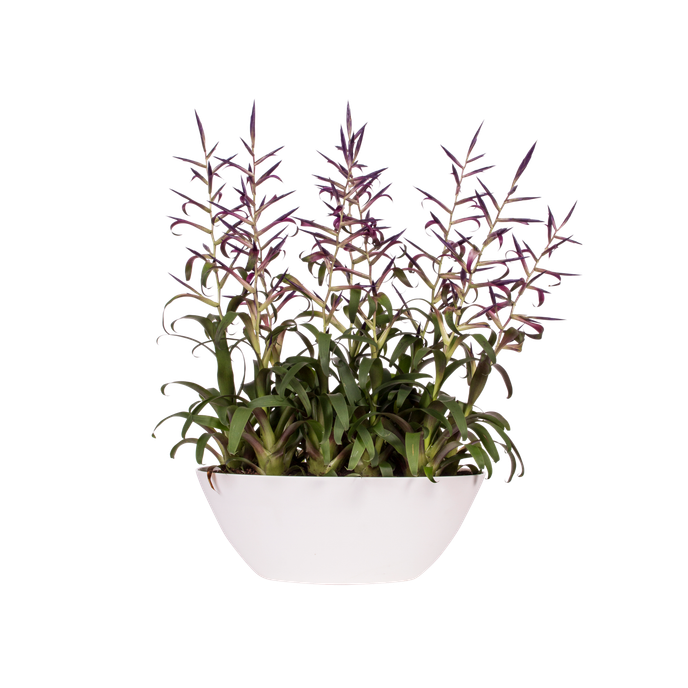 brussels ovale 36cm blanc